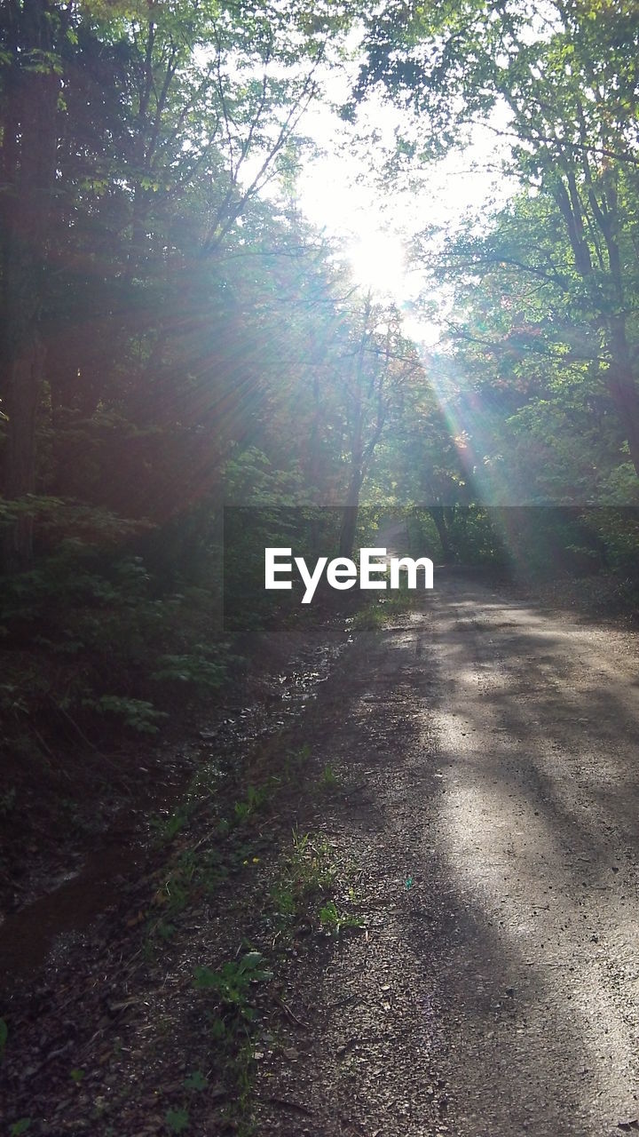 VIEW OF FOREST