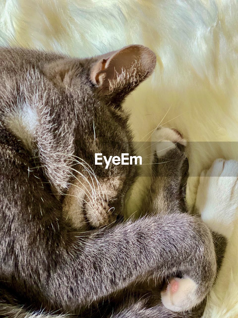 HIGH ANGLE VIEW OF CAT SLEEPING ON BLANKET