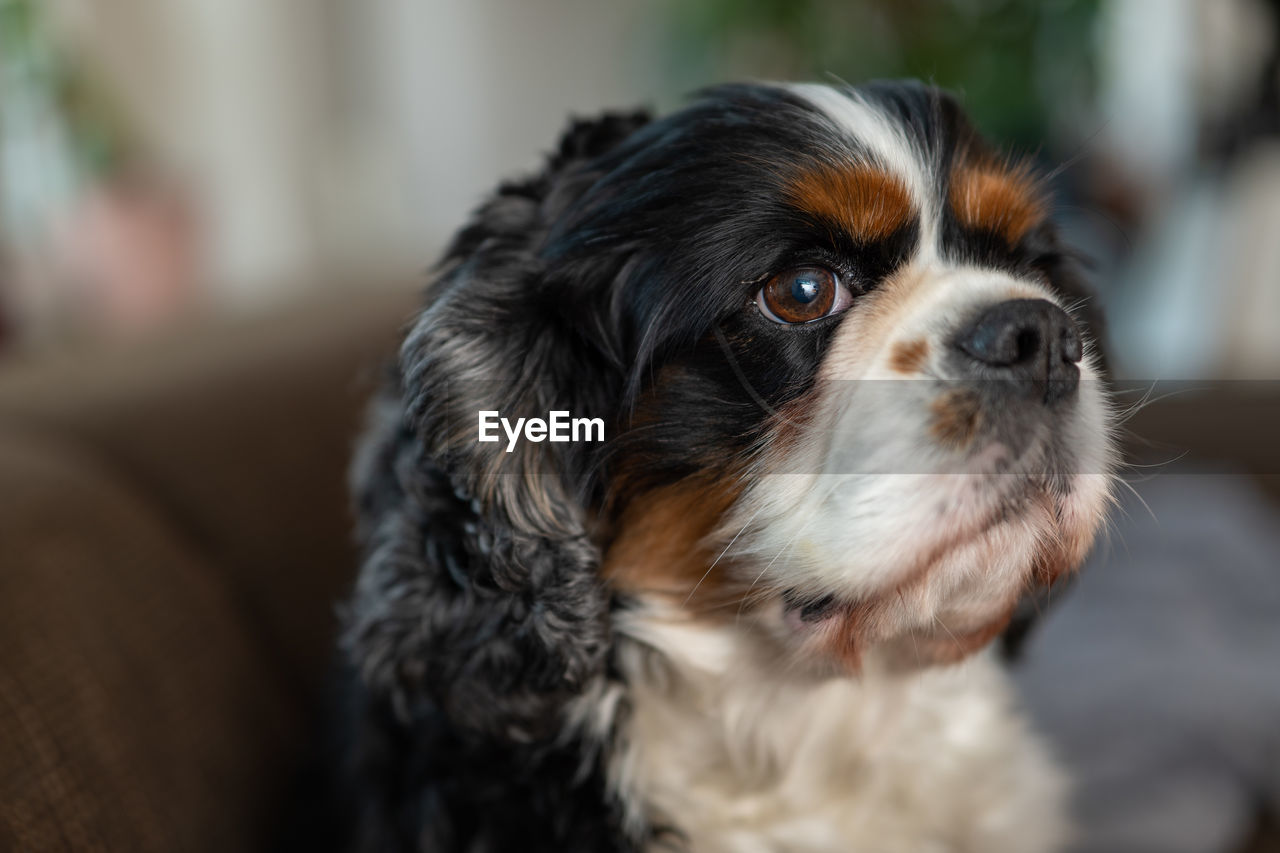 dog, pet, one animal, canine, domestic animals, animal themes, mammal, animal, lap dog, spaniel, focus on foreground, indoors, portrait, cute, looking, puppy, no people, close-up, animal body part, young animal