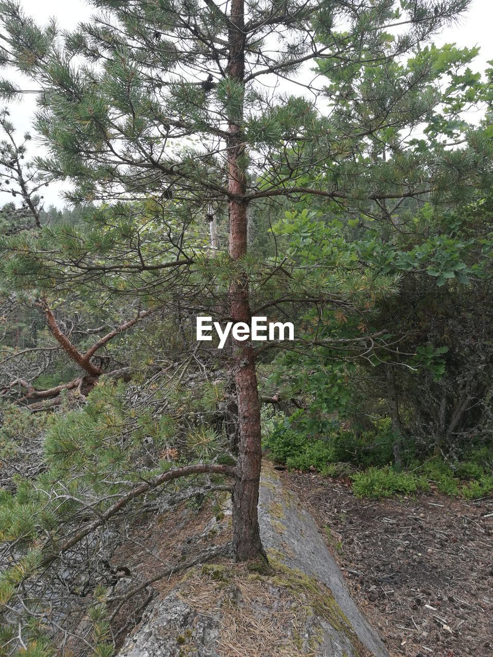 PLANTS GROWING ON LAND