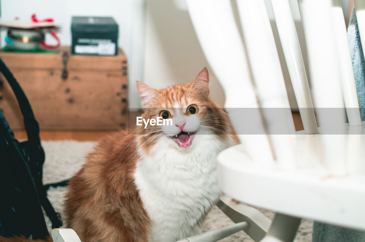 PORTRAIT OF A CAT LOOKING AWAY AT HOME