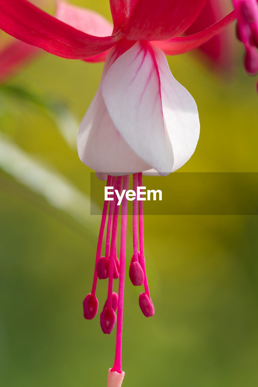 Close up of pink and white fuchsias in bloom