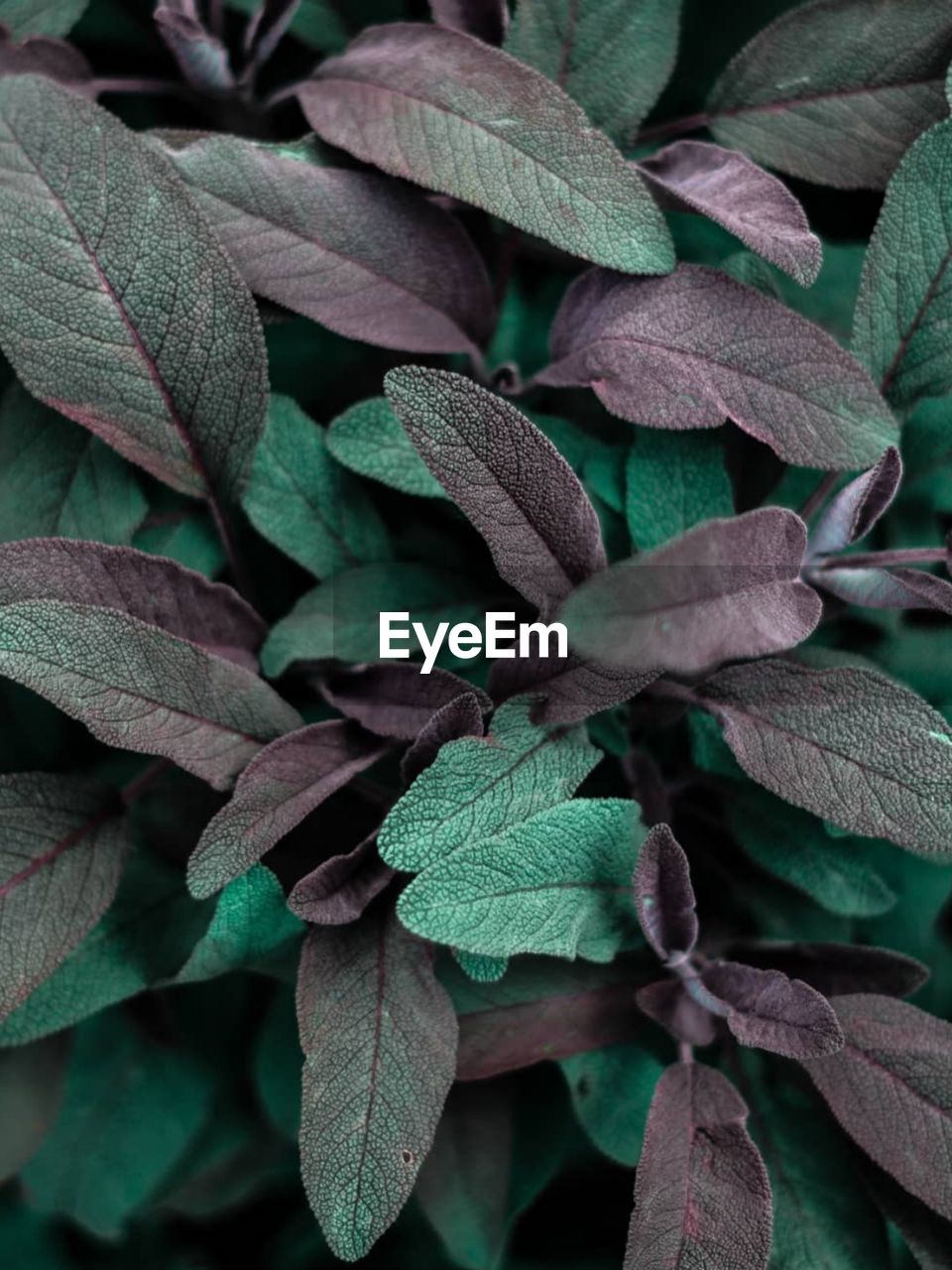 Close-up of green leaves