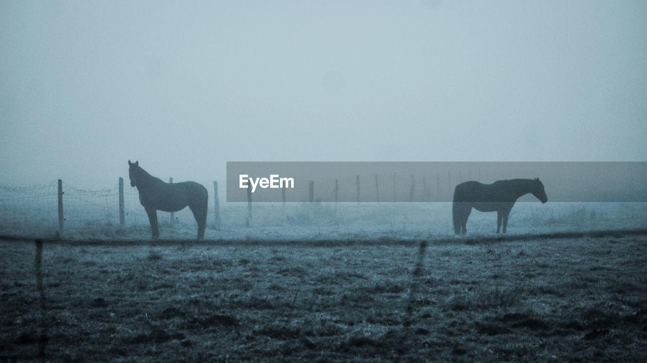 Horses in a field during foggy weather