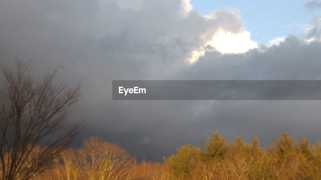 LOW ANGLE VIEW OF BARE TREE AGAINST SKY