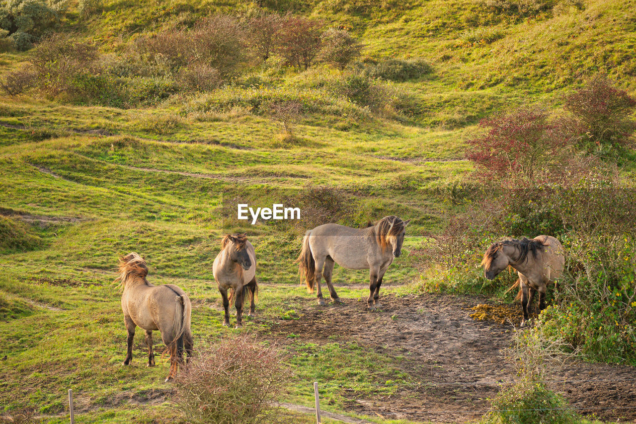 Horses in a field