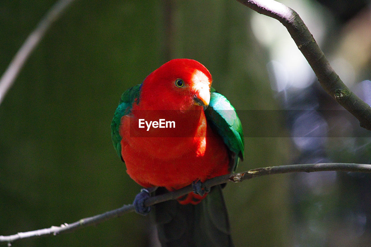 CLOSE-UP OF PARROT ON BRANCH