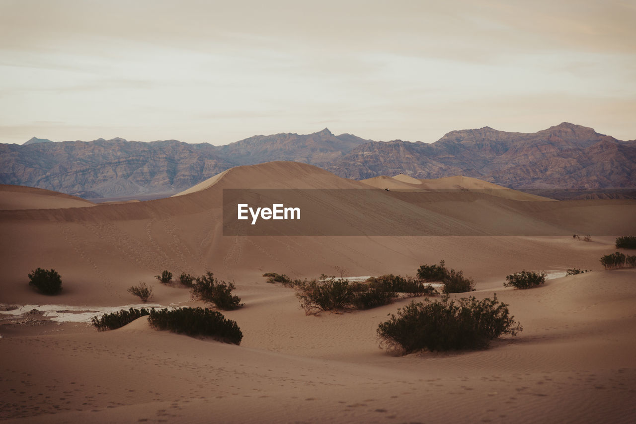 Mesquite flats sand dunes