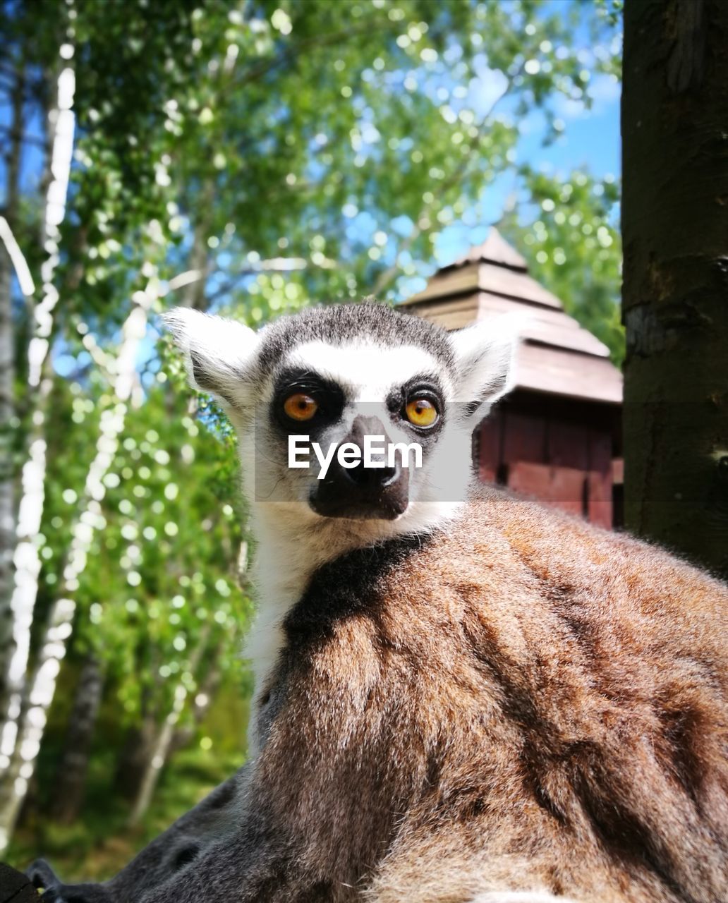 CLOSE-UP PORTRAIT OF AN ANIMAL