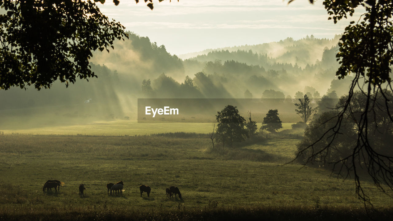 COWS GRAZING IN FIELD