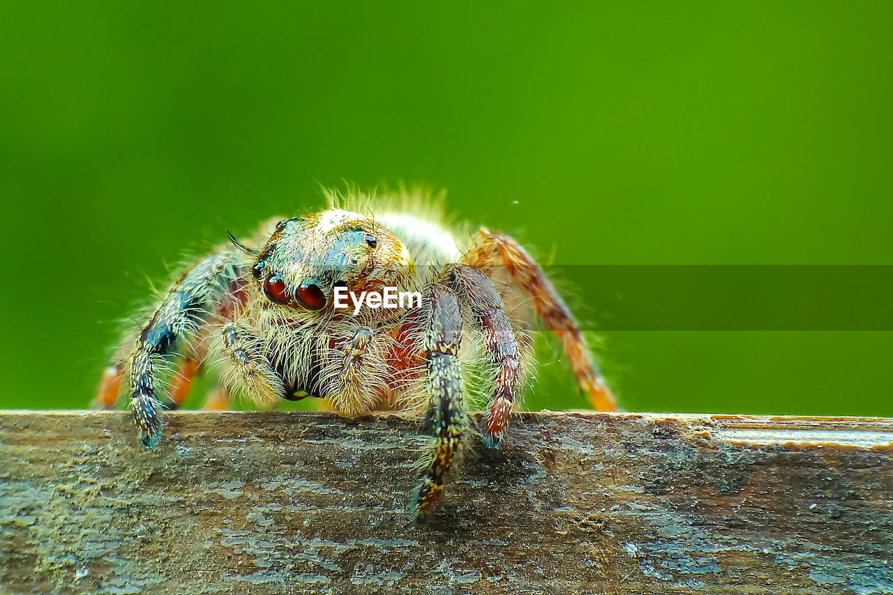 CLOSE-UP OF SPIDER ON GREEN LEAF