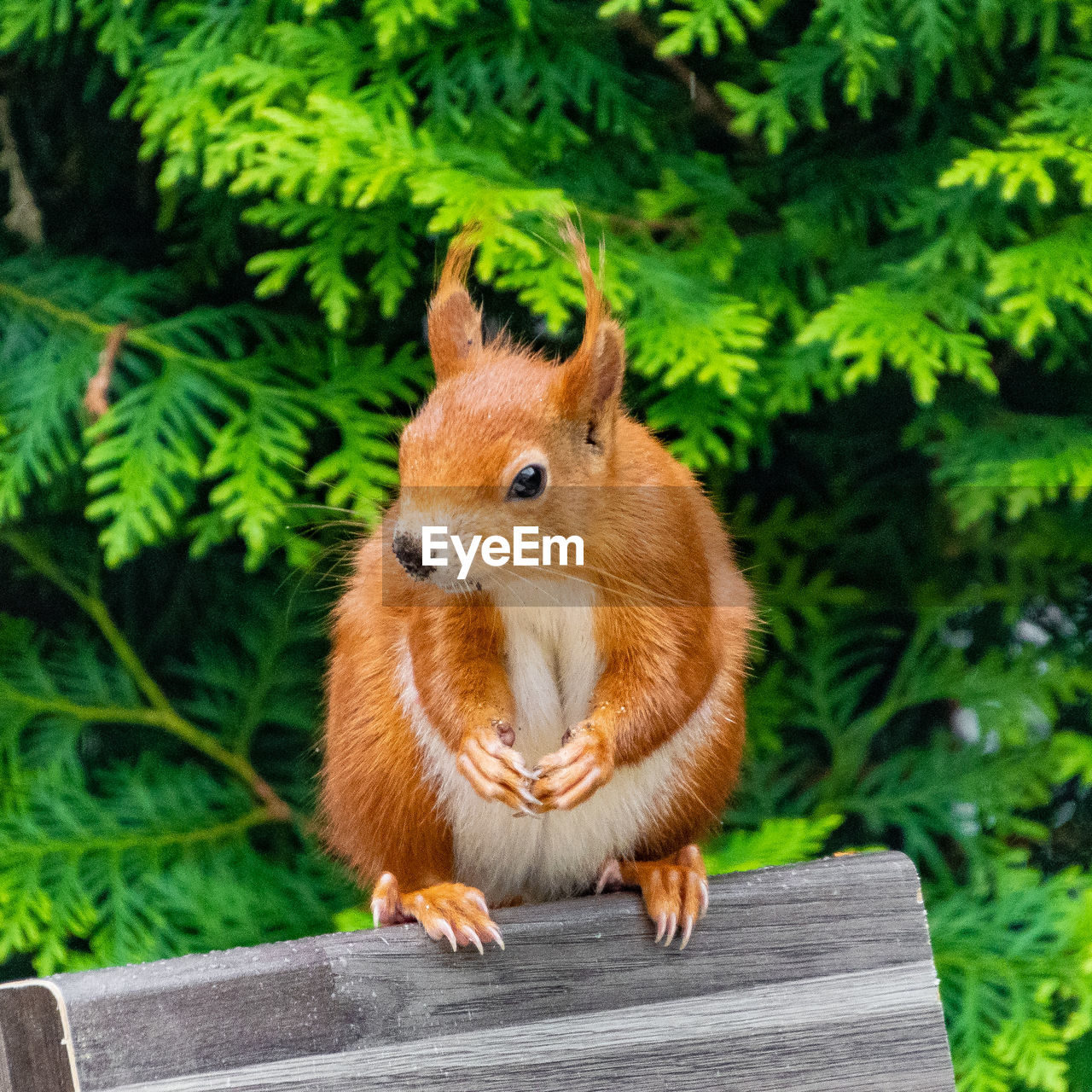 CLOSE-UP OF A SQUIRREL