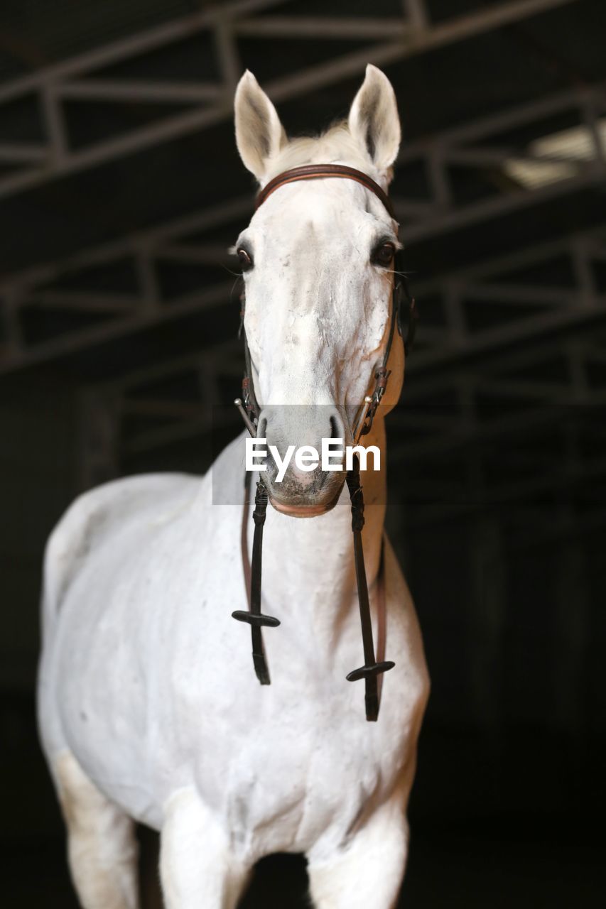 CLOSE-UP PORTRAIT OF A HORSE IN THE STABLE