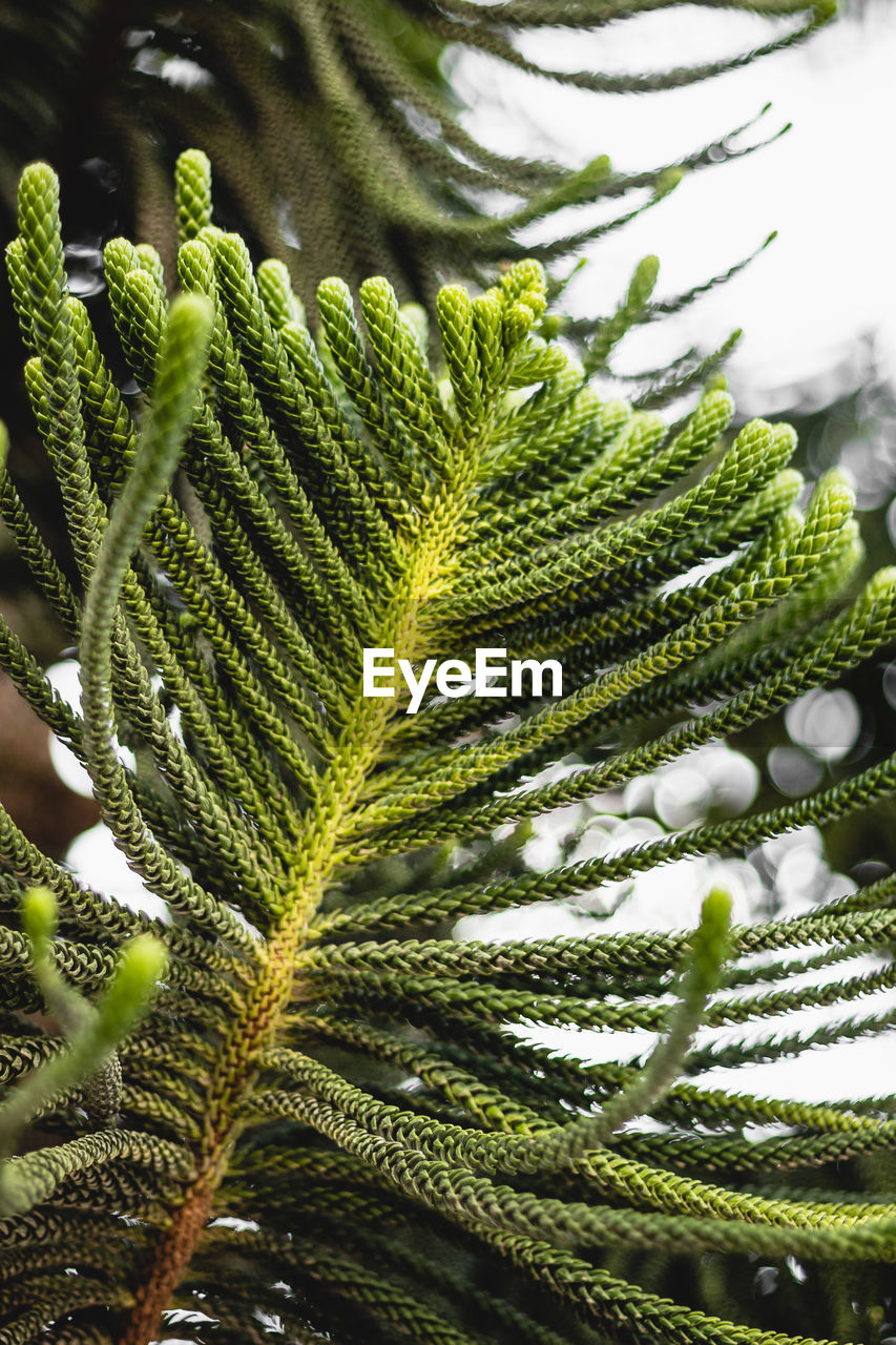 Close-up of green leaves on tree