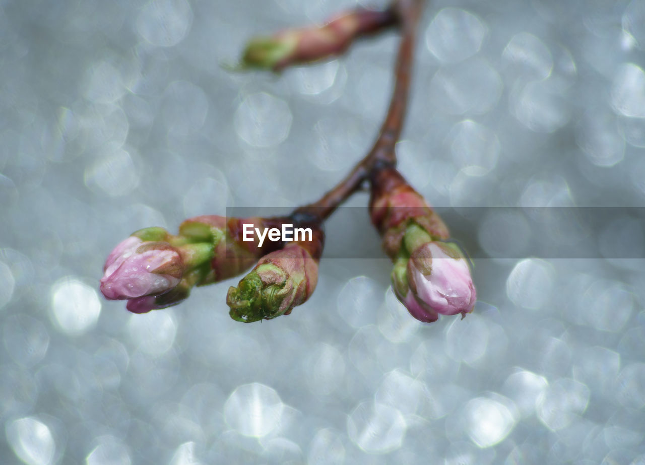 High angle view of flower buds against lake