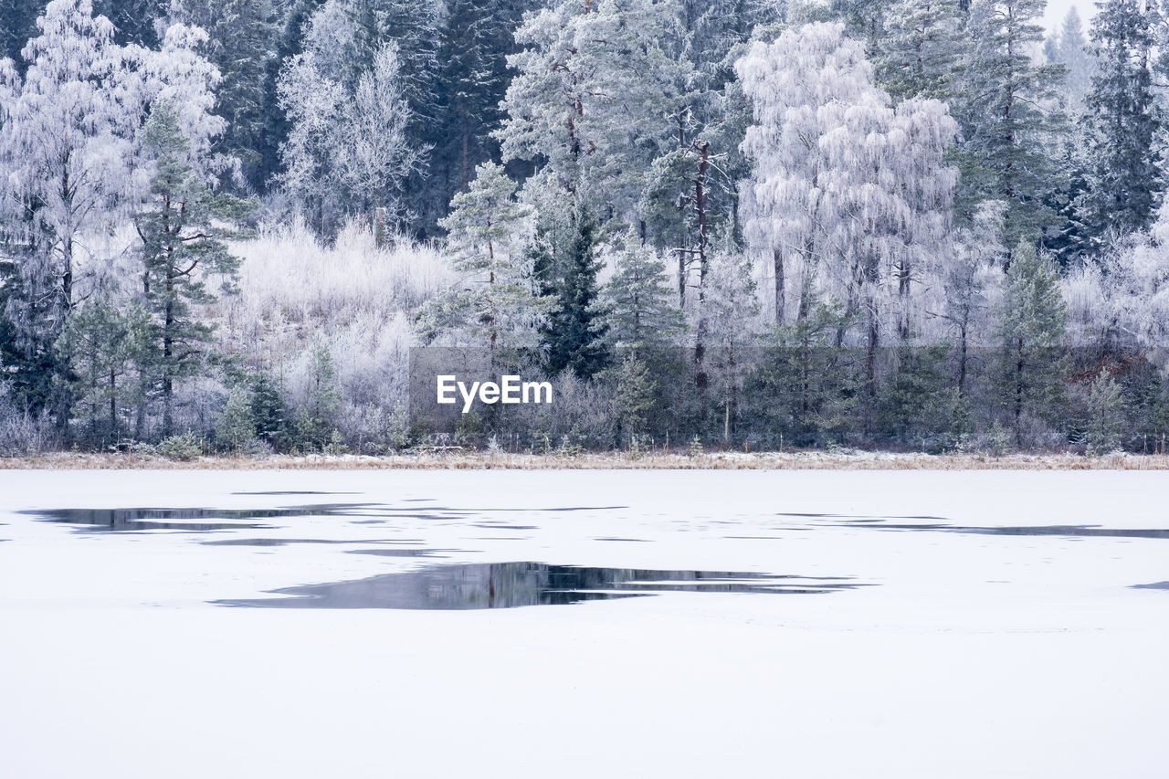 Forest lake with water puddle on the ice in winter