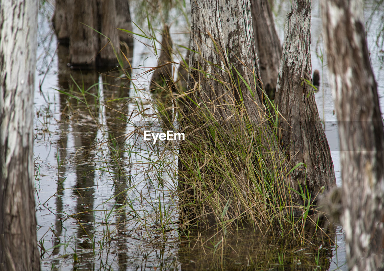 PLANTS GROWING IN SWAMP