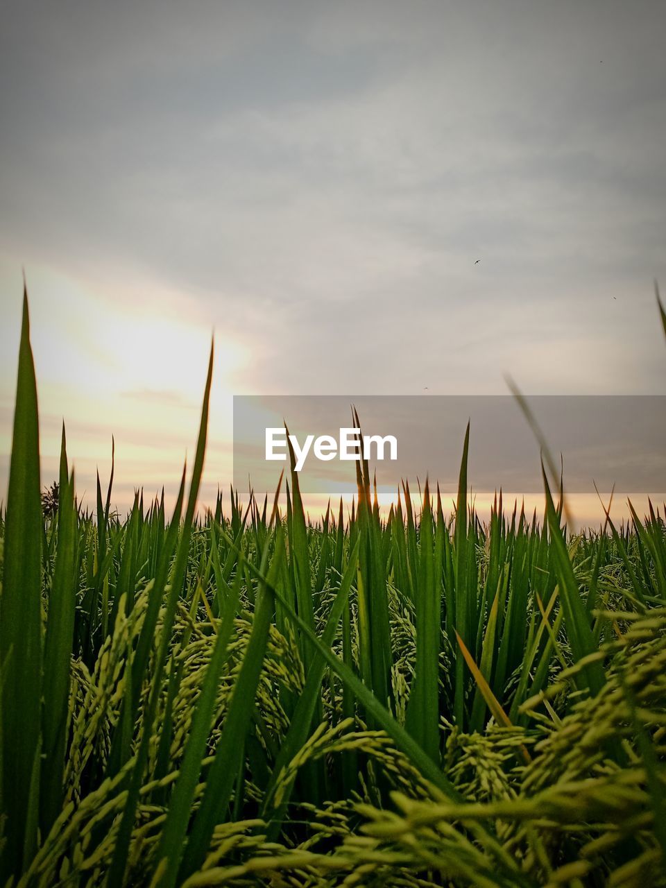 CLOSE-UP OF CROP GROWING IN FIELD