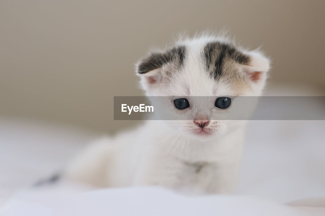 close-up of cat sitting on bed