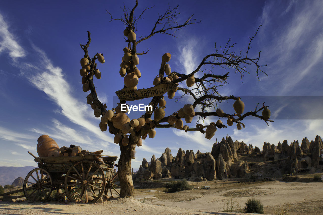 Low angle view of trees against sky. the pottery tree in cappadocia, turkey.