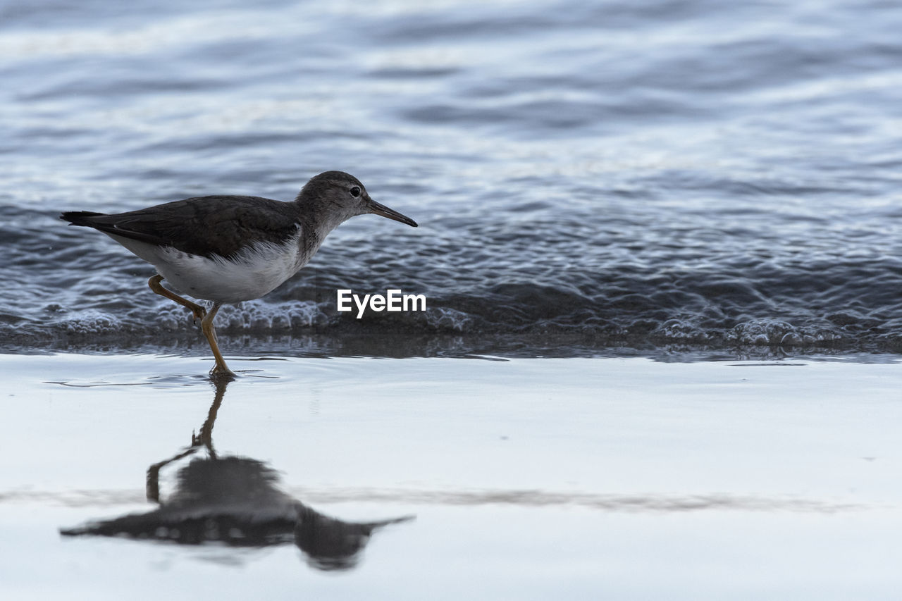 SIDE VIEW OF A BIRD IN WATER