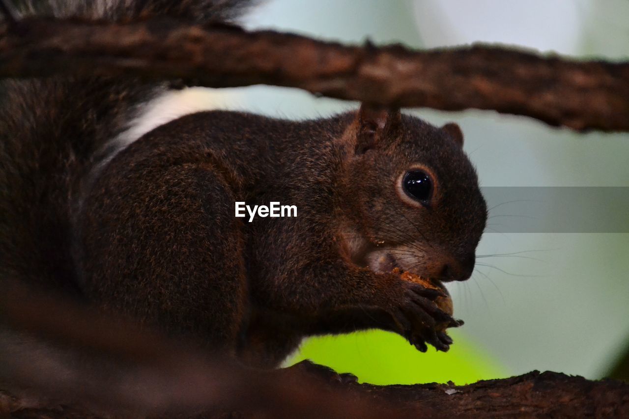 Close-up of squirrel