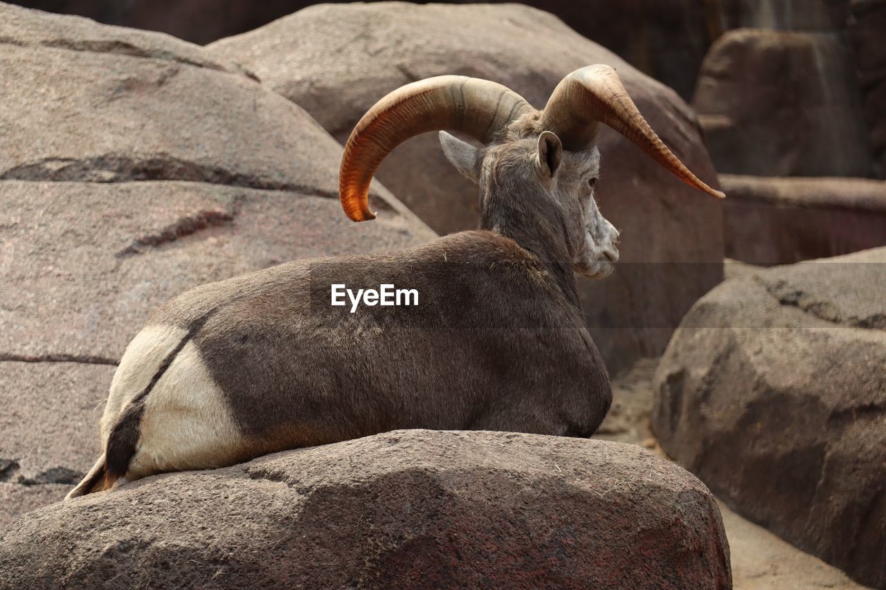 View of goat on rock