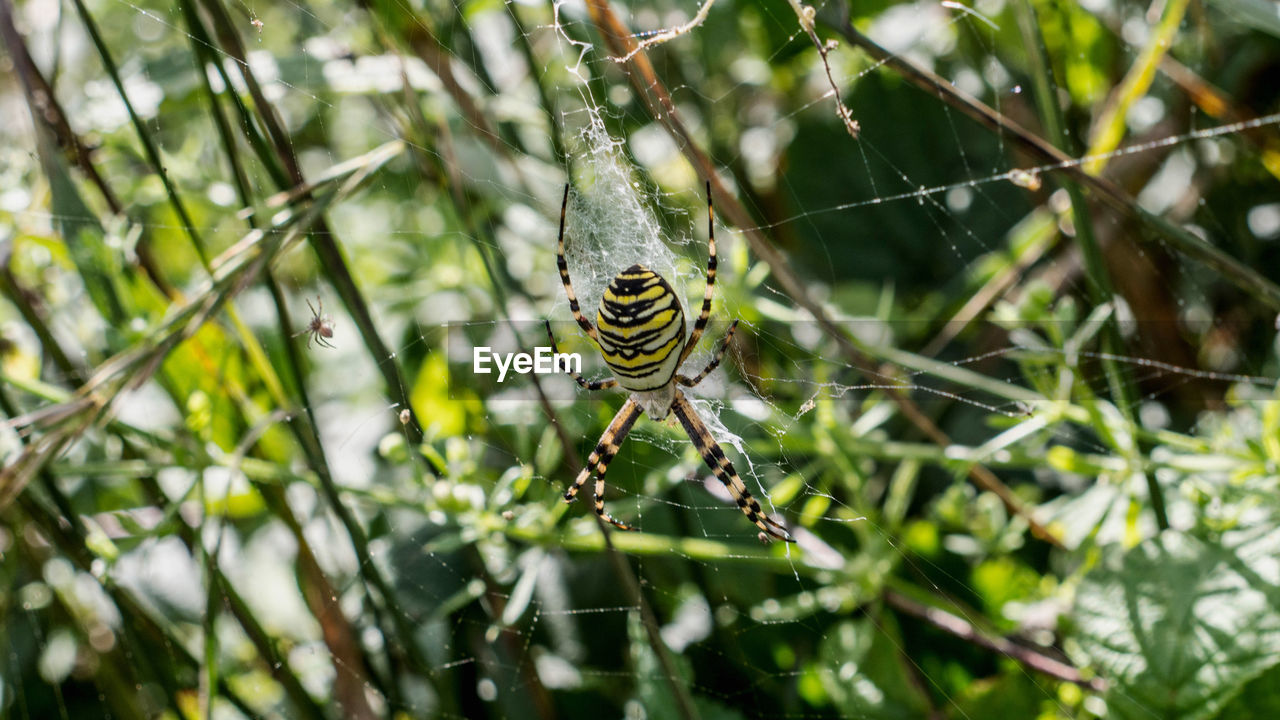 animal themes, animal, animal wildlife, green, wildlife, spider, nature, one animal, plant, insect, spider web, arachnid, close-up, no people, flower, macro photography, tree, beauty in nature, fragility, jungle, focus on foreground, outdoors, animal body part, day, branch, leaf, selective focus, grass, plant part, argiope, zoology