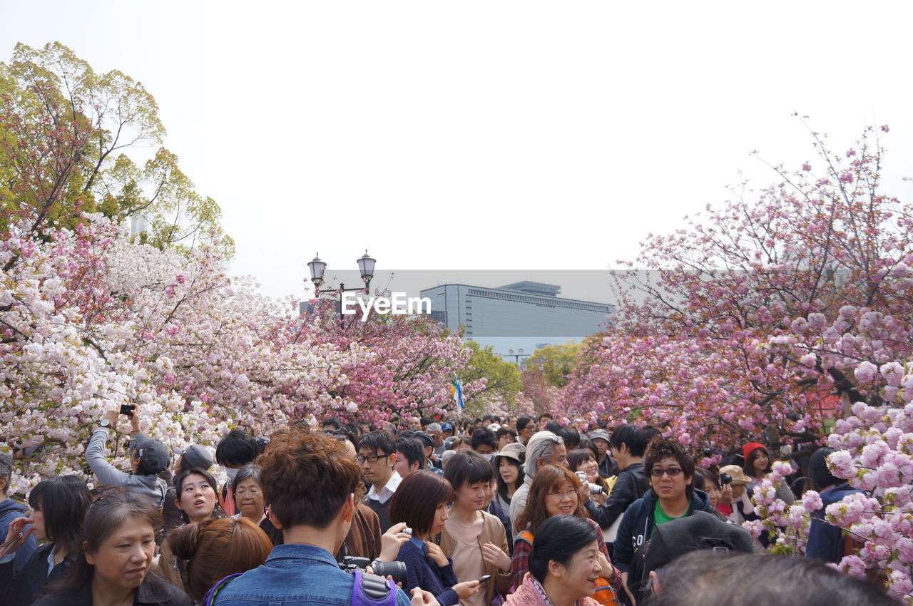 GROUP OF PEOPLE ON CHERRY BLOSSOM