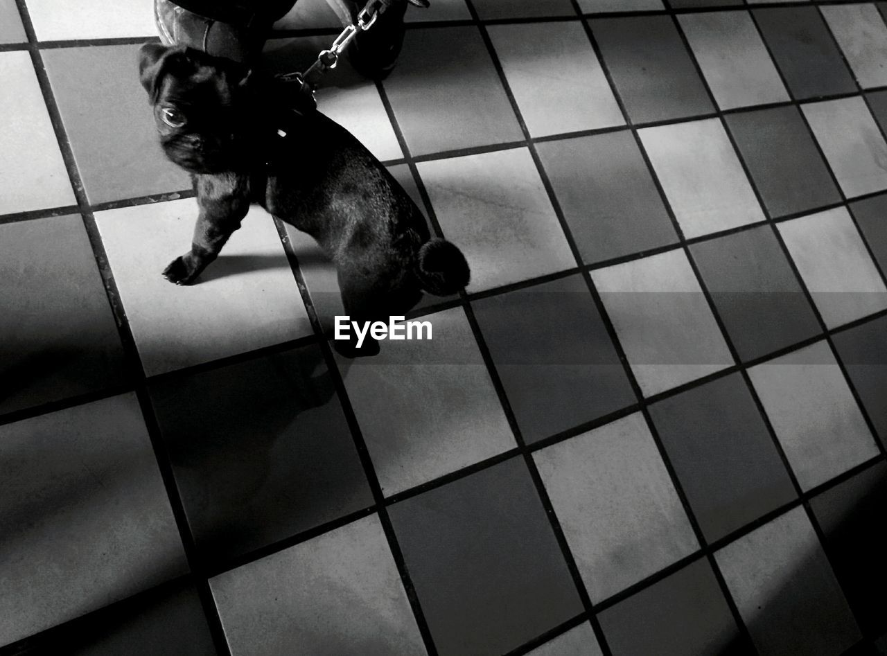 High angle view of puppy on tiled floor