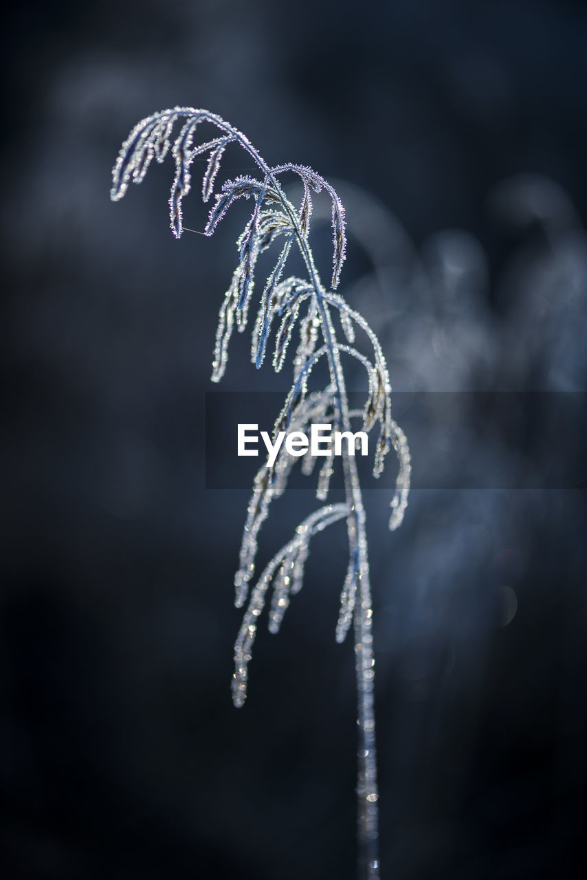 CLOSE-UP OF FROZEN FLOWER DURING WINTER