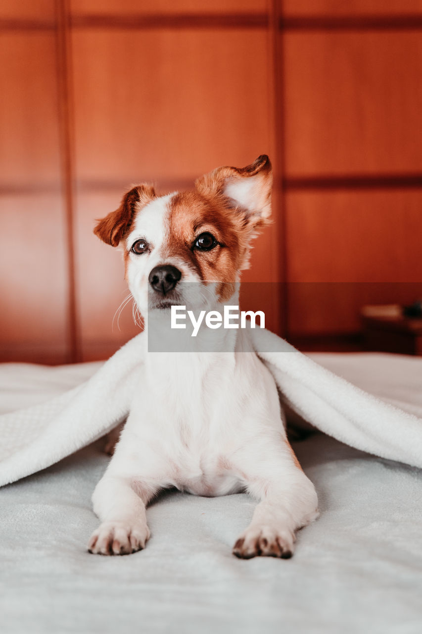 Portrait of dog sitting on bed