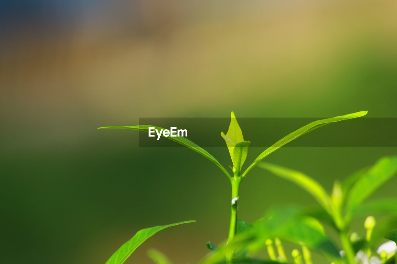 Close-up of fresh green plant