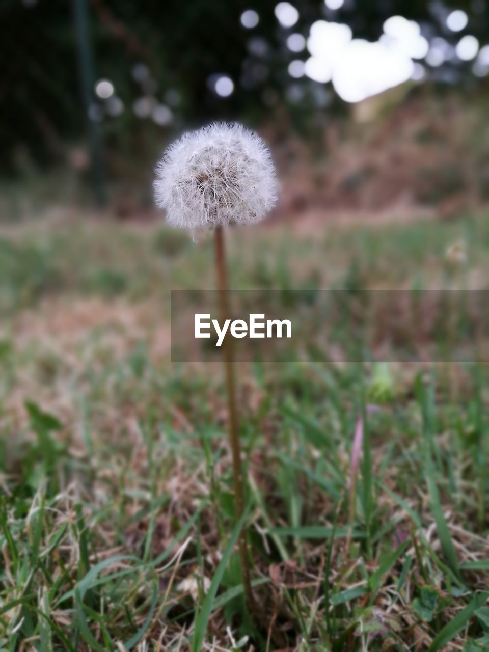 Close-up of dandelion flower