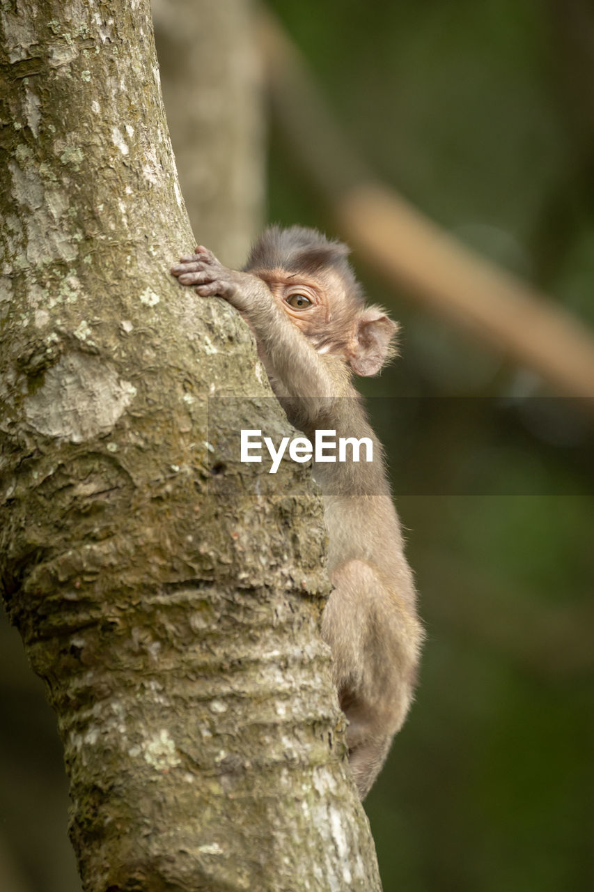 Baby long-tailed macaque plays peekaboo in tree