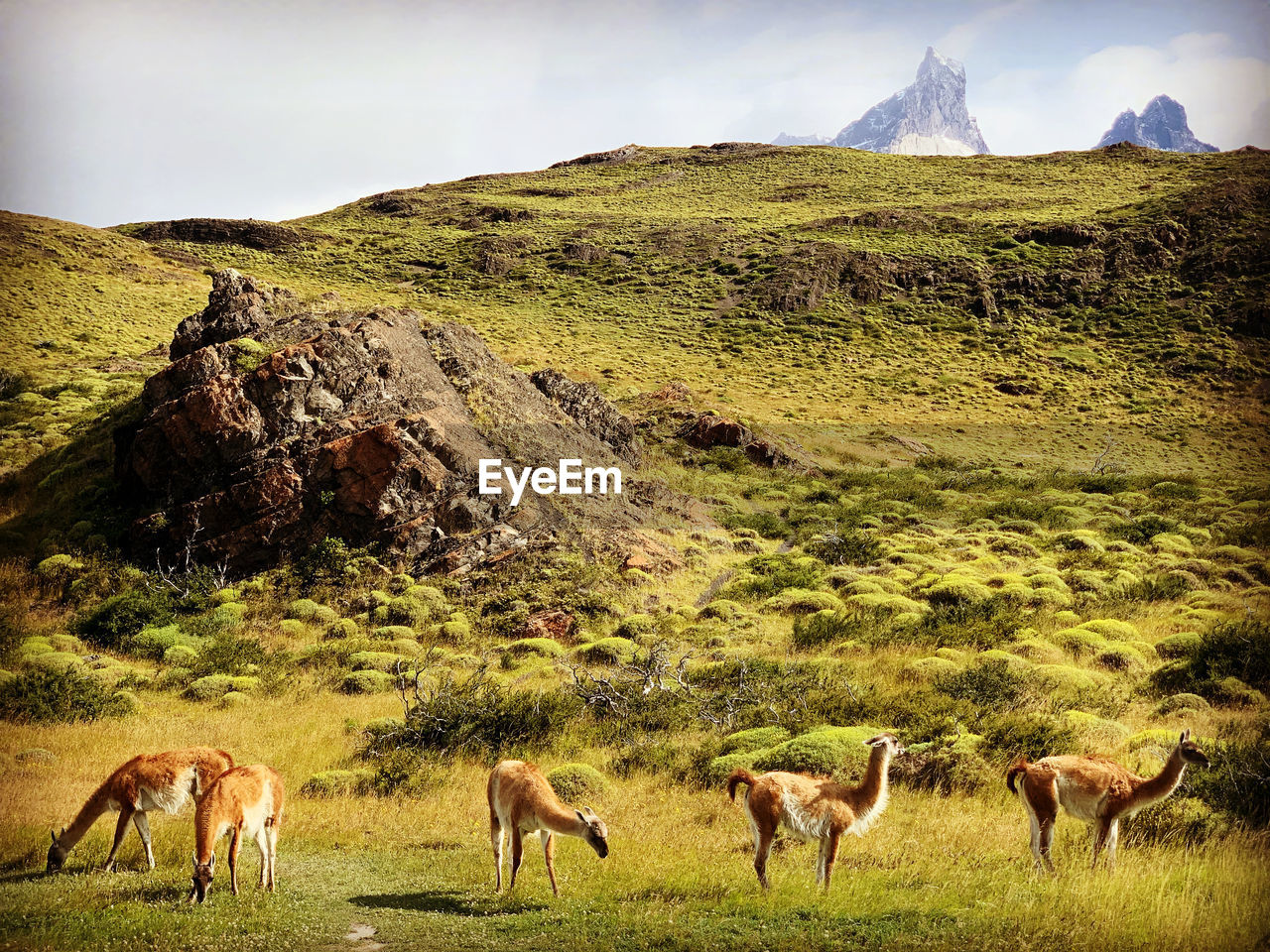 Vicuña grazing in a field at torres del paine patagonia 