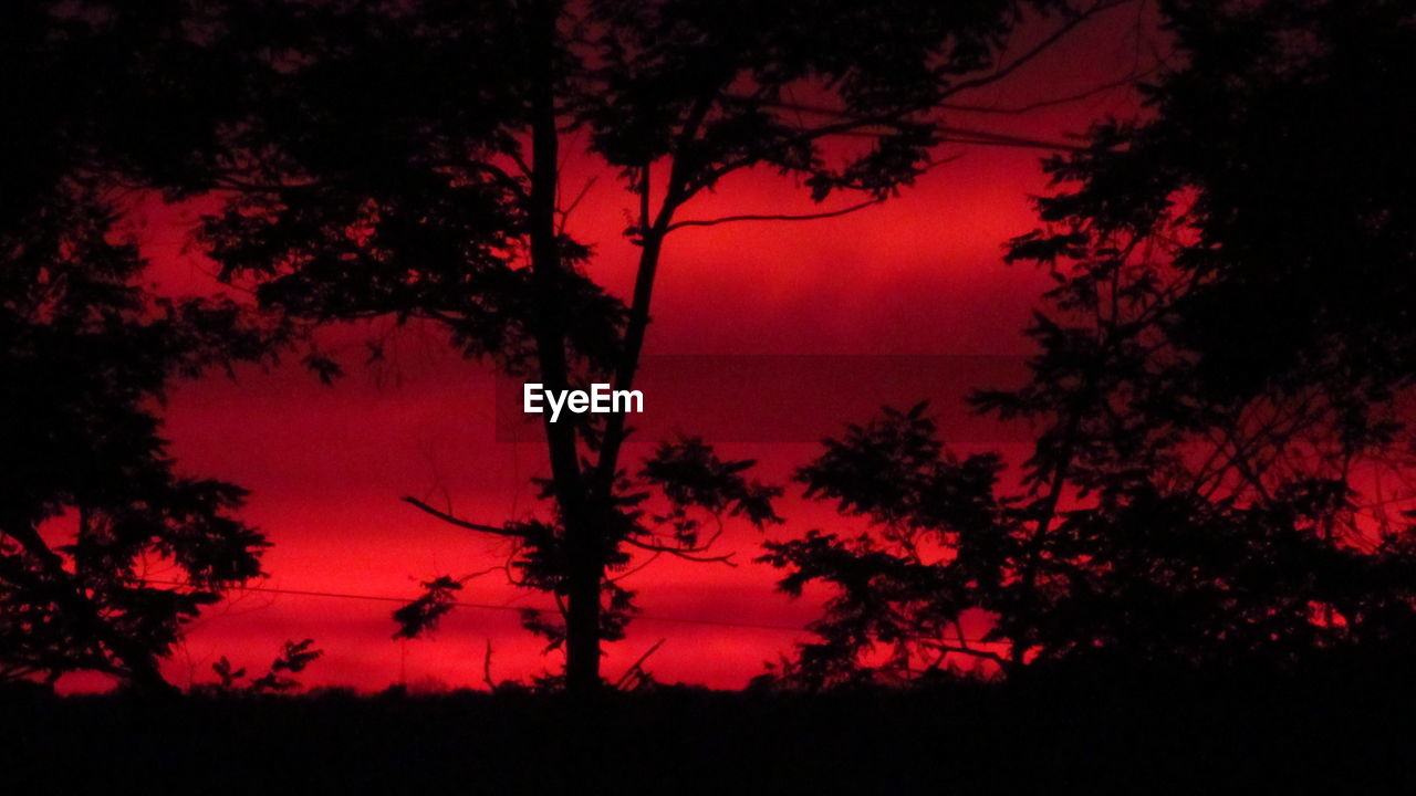 LOW ANGLE VIEW OF SILHOUETTE TREES AGAINST SKY DURING SUNSET