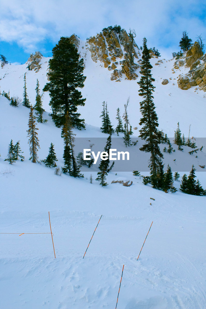 Pine trees against a snowy slope