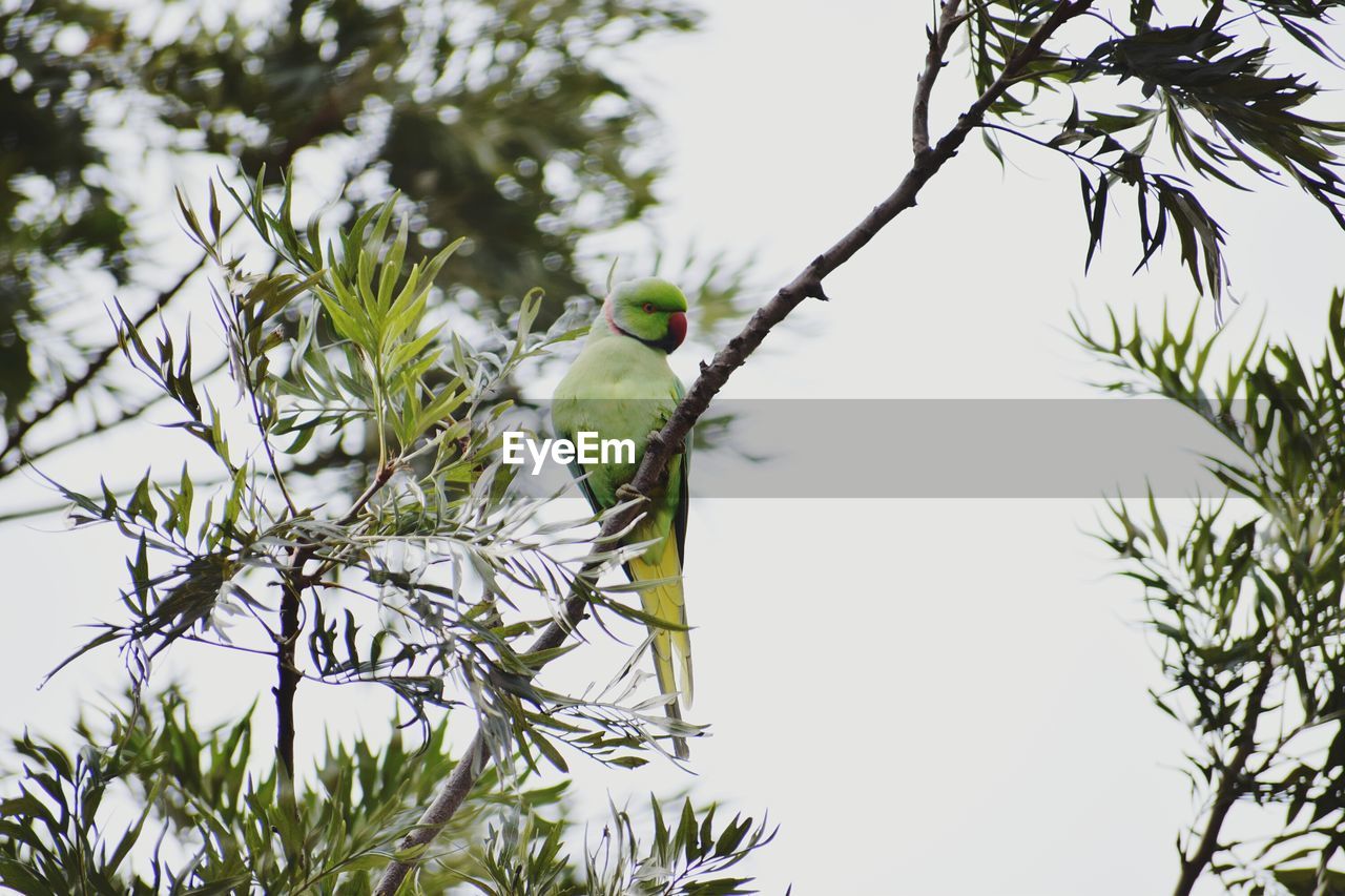 Low angle view of bird perching on tree against sky