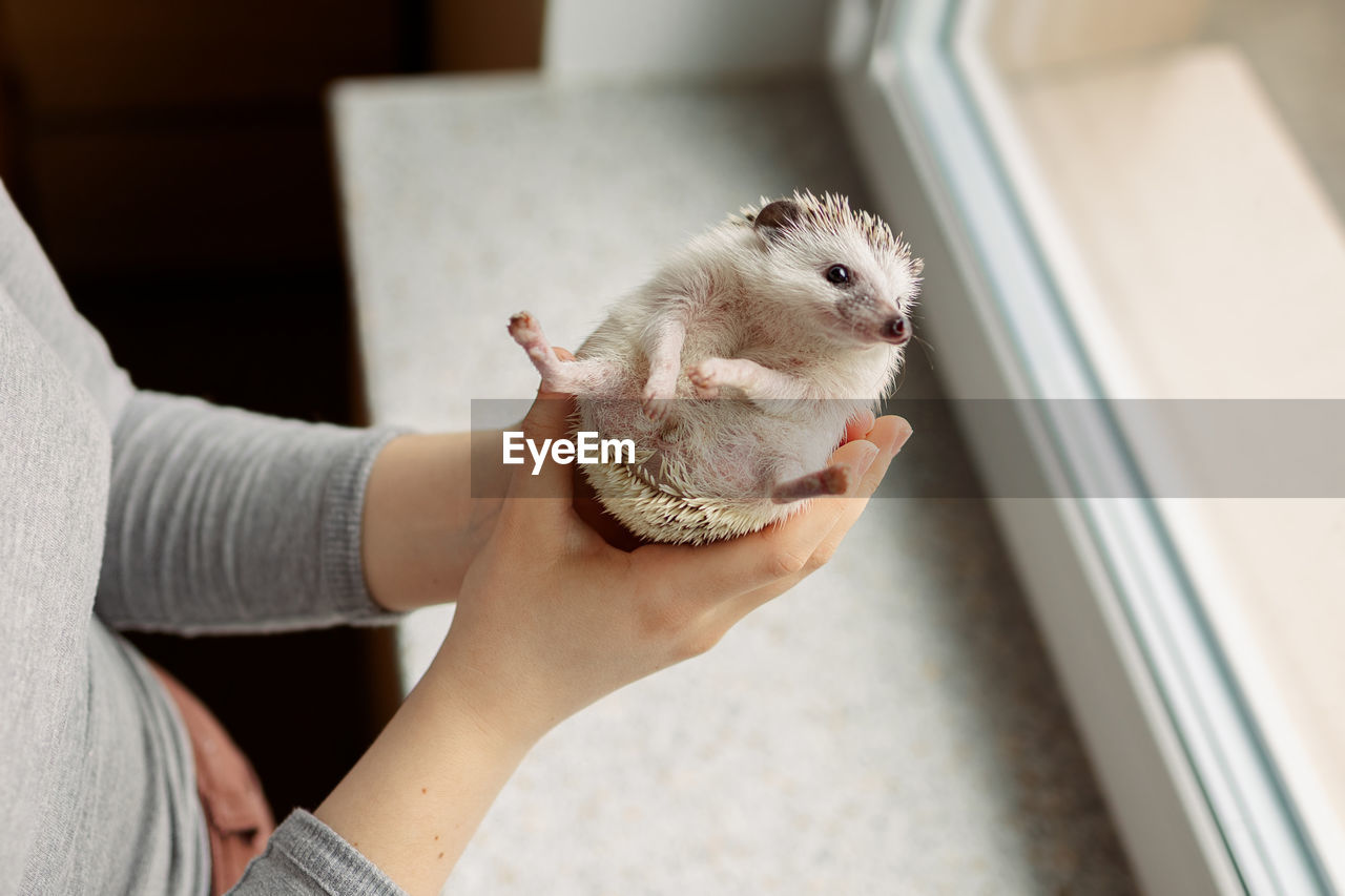 Girl holds cute hedgehog in her hands. portrait of pretty curious muzzle of animal. favorite pets. 