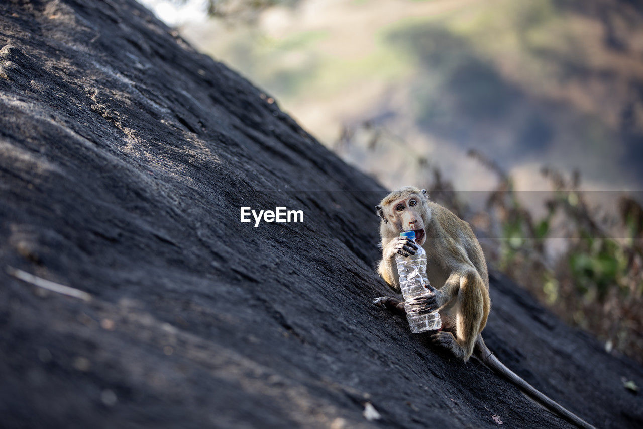 Wild monkey on rock trying to open plastic drinking bottle. topics of plastic waste and pollution.