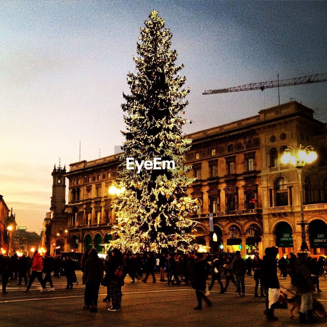 View of tall christmas tree