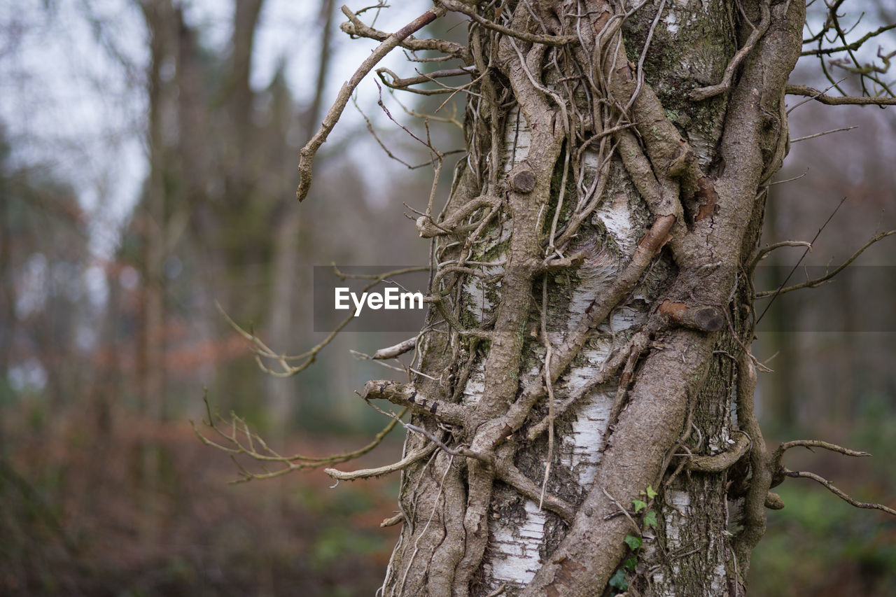 CLOSE-UP OF BARE TREE TRUNK IN FOREST