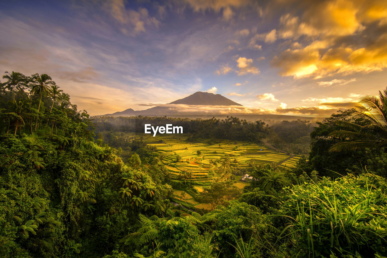 Scenic view of field against sky during sunset