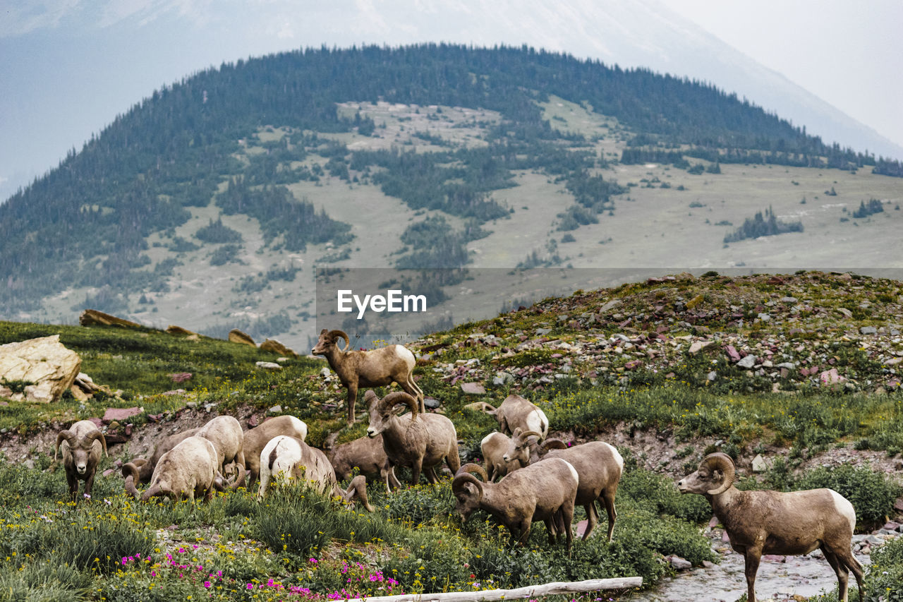 FLOCK OF SHEEP ON FIELD AGAINST MOUNTAIN