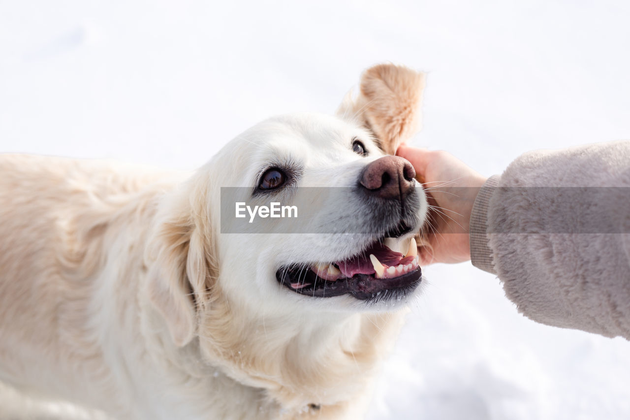 Young beautiful woman and her golden retriever dog having fun in winter.