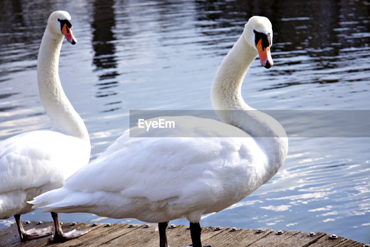 animal themes, bird, wildlife, animal, animal wildlife, swan, water, group of animals, lake, ducks, geese and swans, beak, nature, white, water bird, goose, beauty in nature, no people, day, mute swan, zoology, swimming, two animals, outdoors, togetherness