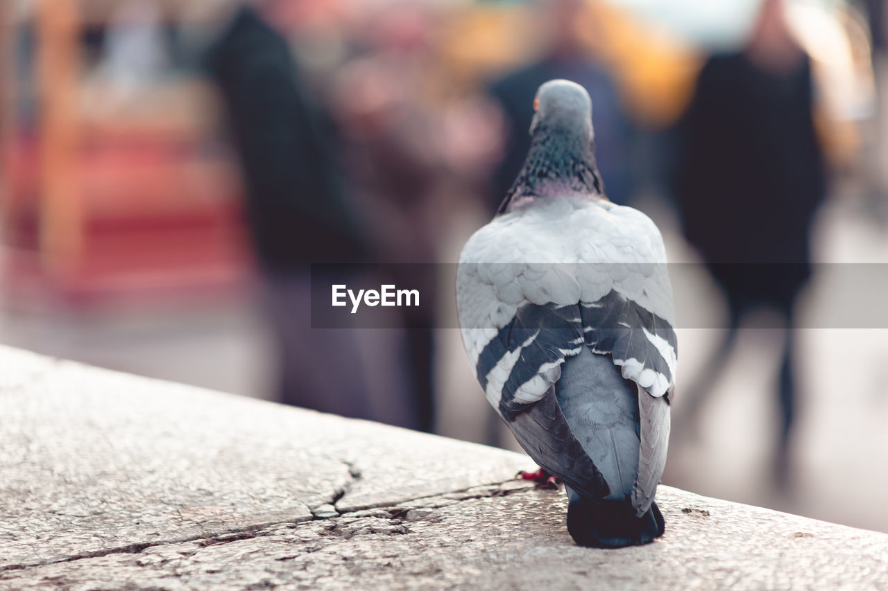 CLOSE-UP OF PIGEON PERCHING ON A WALL