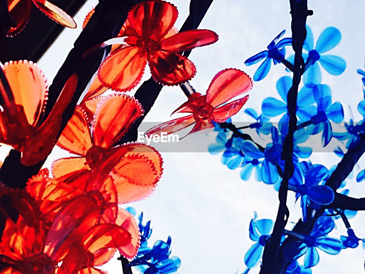 LOW ANGLE VIEW OF FLOWERS ON THE WALL