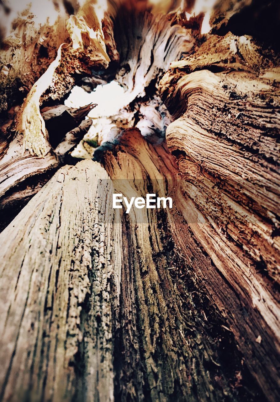 CLOSE UP OF TREE TRUNK